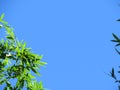 The bamboo leaves framed the picture of the sky.