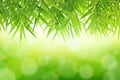 Ã Â¸ÂºBamboo leaves on green abstract background