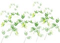 Bamboo leaves ,Green bamboo vector illustration white background