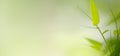 Bamboo leaves, Green leaf on blurred greenery background. Royalty Free Stock Photo