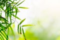 Bamboo leaves, Green leaf on blurred greenery background. Royalty Free Stock Photo