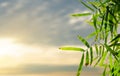 Bamboo leaves, Green leaf on blurred greenery background. Royalty Free Stock Photo