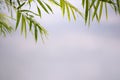 Bamboo leaves, Green leaf on blurred greenery background. Royalty Free Stock Photo