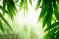 Bamboo leaves, Green leaf on blurred greenery background. Royalty Free Stock Photo