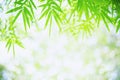 Bamboo leaves Royalty Free Stock Photo