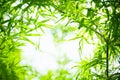 Bamboo leaves, Green leaf on blurred greenery background. Royalty Free Stock Photo