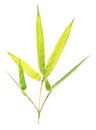 Bamboo Leaves isolated Royalty Free Stock Photo