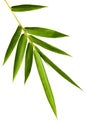 Bamboo Leaves Isolated Royalty Free Stock Photo