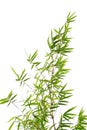 Bamboo leaves isolated on white Royalty Free Stock Photo