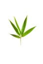 Bamboo leaves isolated on a white background with a cliping path, tropical leaf, can be used as background and wallpaper,