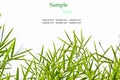 Bamboo leaves isolated on white background with sample text Royalty Free Stock Photo