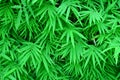 Bamboo leaves nature green background Royalty Free Stock Photo