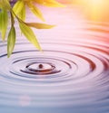 Bamboo leaves over water Royalty Free Stock Photo