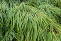 Bamboo leaves with rain drops Royalty Free Stock Photo