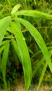 bamboo leaves and raindrops Royalty Free Stock Photo