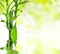 Bamboo leaves reflected in water Royalty Free Stock Photo