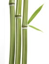 Bamboo leaves and stalks Royalty Free Stock Photo