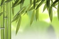 Bamboo leaves and stalks Royalty Free Stock Photo