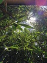 bamboo leaves in summer season