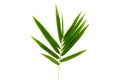 Bamboo leaves with sunburns on a white background Royalty Free Stock Photo