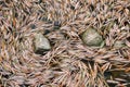 Bamboo leaves surrounding rock on a pond