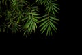 Bamboo leaves the tropical plant growing in wild on black background. Royalty Free Stock Photo