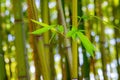 Bamboo leaves on a trunk in a city park