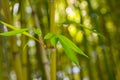 Bamboo leaves on a trunk in a city park