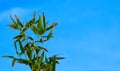 Bamboo leaves turning brown in winter against blue sky. Background or wallpaper