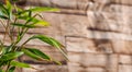 Bamboo leaves turning brown in winter with wood texture in the background