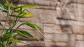 Bamboo leaves turning brown in winter with wood texture in the background