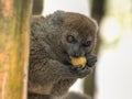 Bamboo Lemur Royalty Free Stock Photo