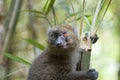 Bamboo Lemur Royalty Free Stock Photo