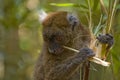 Bamboo Lemur Royalty Free Stock Photo