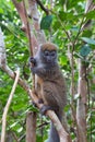 Bamboo lemur Royalty Free Stock Photo