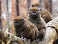 Bamboo lemur Royalty Free Stock Photo