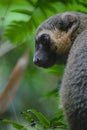 Bamboo Lemur of Madagascar Endangered Species Royalty Free Stock Photo