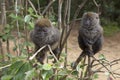 Bamboo lemurs