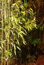 Bamboo in Light and Shade Royalty Free Stock Photo