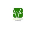 Bamboo logo template vector icon illustartion