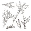 Bamboo logs with leaves hand drawn sketch illustrations set Royalty Free Stock Photo