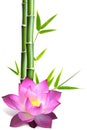 Bamboo and lotus flower Royalty Free Stock Photo