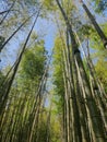 Bamboo is loved by pandas and people hide from the sweltering heat