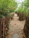 Bamboo maze the fall before a storm comes in