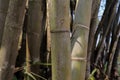 Bamboo, moist bamboo forest, bamboo fungus, giant bamboo Royalty Free Stock Photo