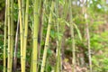 Bamboo in the mountains of Italy Royalty Free Stock Photo