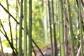 Bamboo in the mountains of Italy Royalty Free Stock Photo