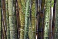 Bamboo with names and graffiti Royalty Free Stock Photo