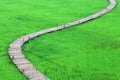 Bamboo nature pathway in the rice field.