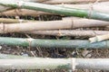 Bamboo Royalty Free Stock Photo